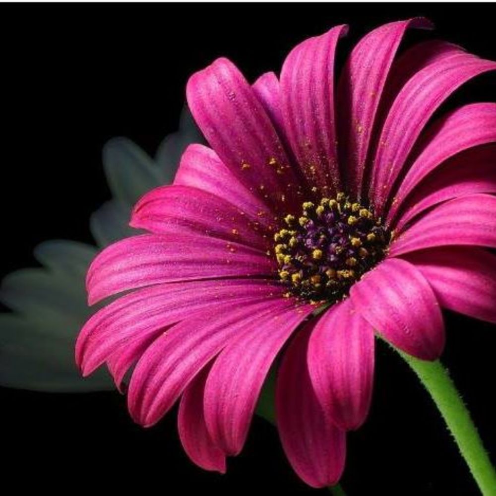 Meet your Posher, Laurie